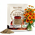 20 Seeds| Gaillardia Arizona Apricot Seeds -Blanket flower - Indian Blanket - Wildflower - Pollinator Friendly - Butterfly Attract#8072