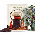 Dark Blood pepper seeds