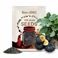 10 Black Kat (Midnite) specialty pumpkin seeds - Unique ! Halloween ! Fall ! USA ! Black !