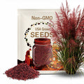 Red Fountain Grass Seeds: Perennial Ornamental Garden Accent