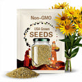 Organic Mountain Arnica Seeds, Arnica Montana, 15+ Seeds, Medicinal Herb Seeds, Heirloom, Non GMO, Medicinal Plants, USA Grown